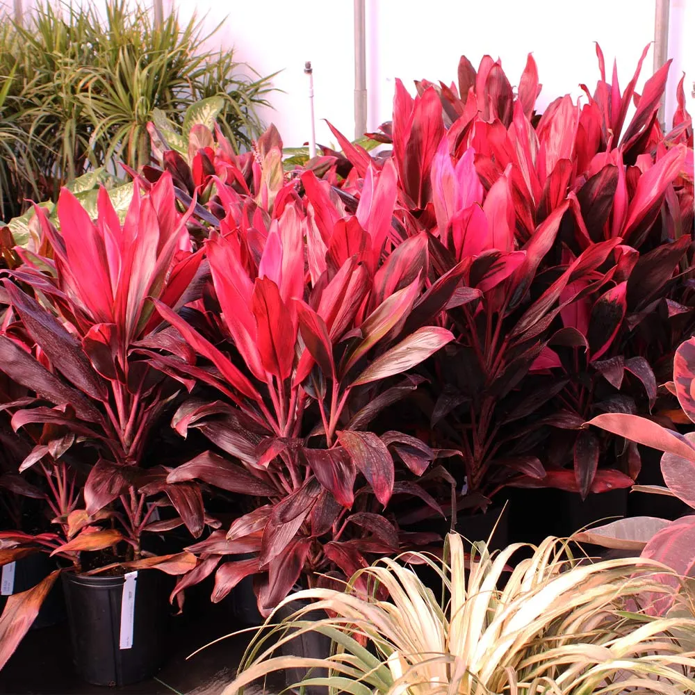 Hawaiian Ti Plant (Cordyline Fruticosa) Vibrant Tropical Indoor Houseplant 5