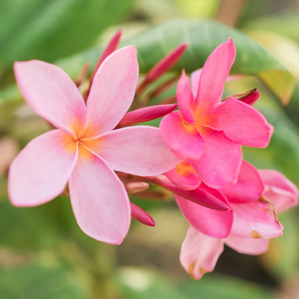 Plumeria Decorative Floral Accent Piece 2