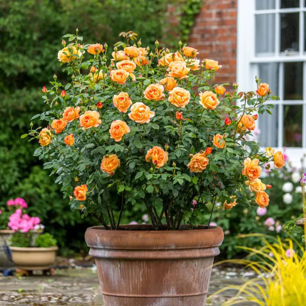 David Austin® Lady of Shalott™ Rose Shrub - Vigorous English Rose Bush 2