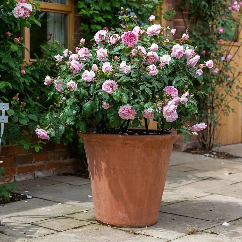 David Austin® Olivia Rose Austin® Rose Bush - Repeat-Flowering English Shrub Rose 3