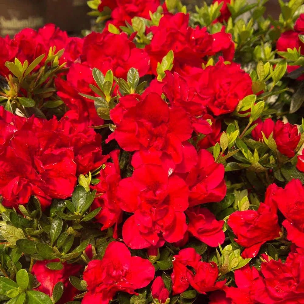 Autumn Bonfire® Encore® Reblooming Azalea Shrub 1
