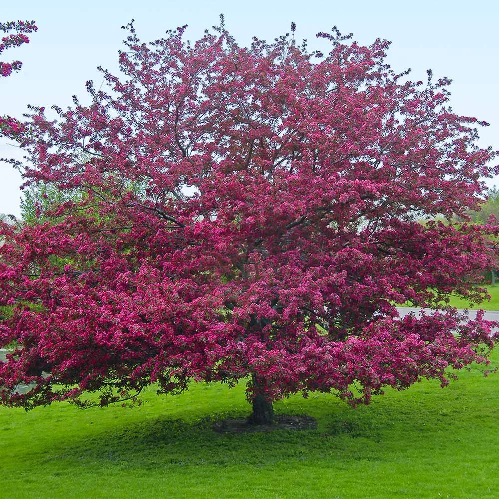 Profusion Crabapple Tree - Ornamental Deciduous Flowering Tree 4