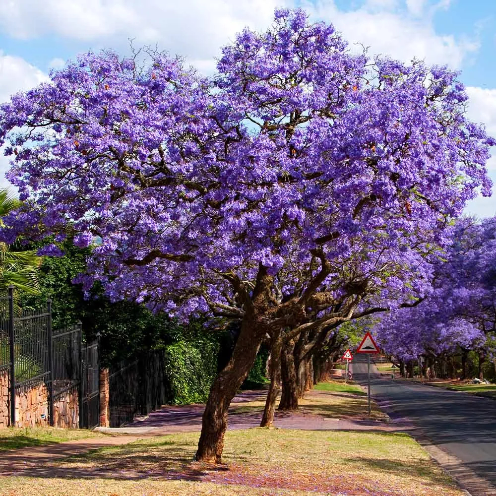 Artificial Jacaranda Tree with Vibrant Purple Blossoms for Indoor Decoration