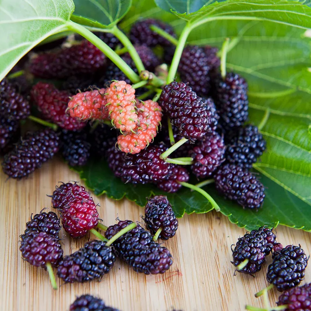 Everbearing Mulberry Bush - Continuous Fruit Producing Morus Plant 2