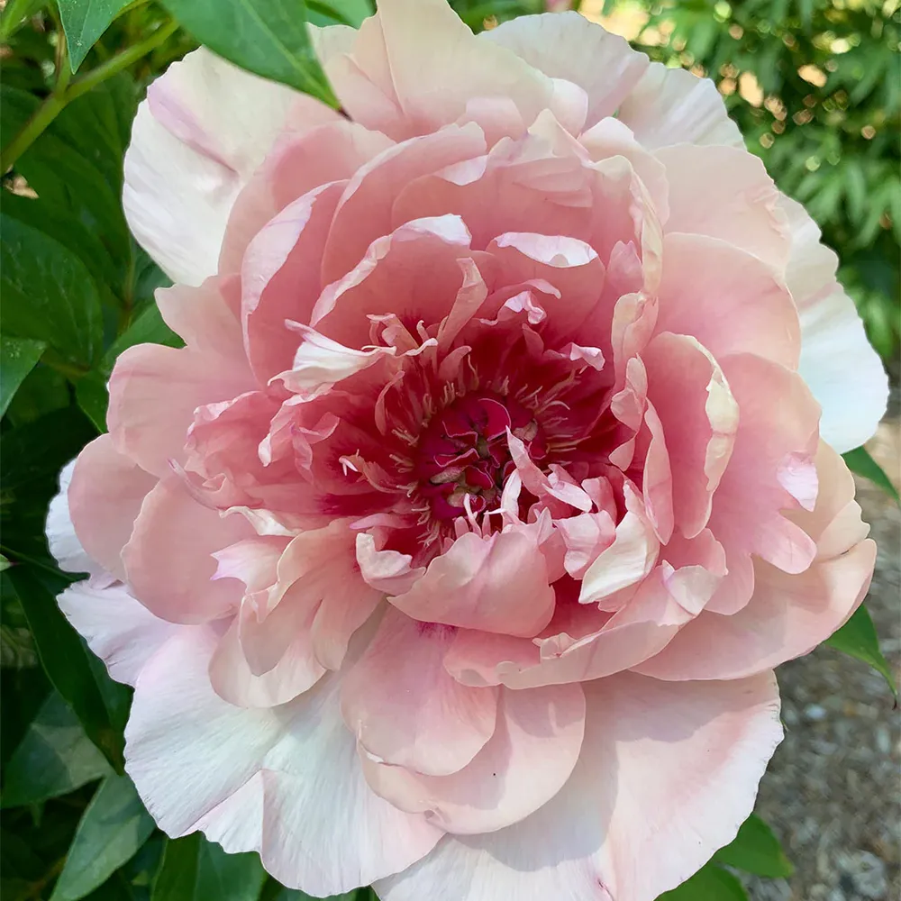 Lacey Ryan™ Itoh Peony Shrub - Intersectional Hybrid Perennial
