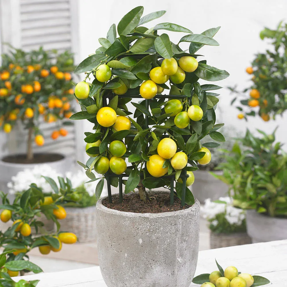 Limequat Citrus Tree - Live Potted Fruit Plant for Home and Garden