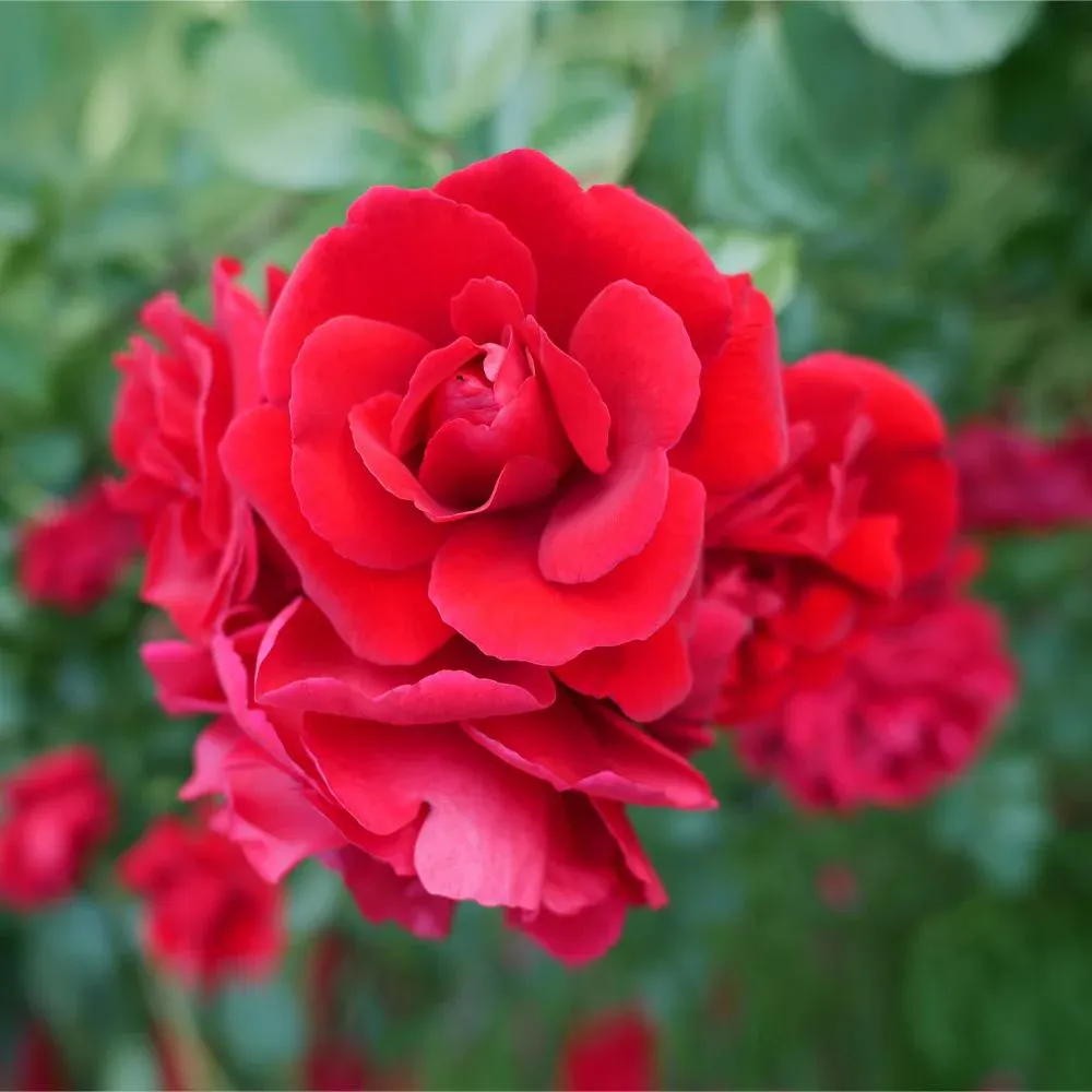 Don Juan Climbing Rose Shrub - Deep Red Fragrant Climbing Rose 1