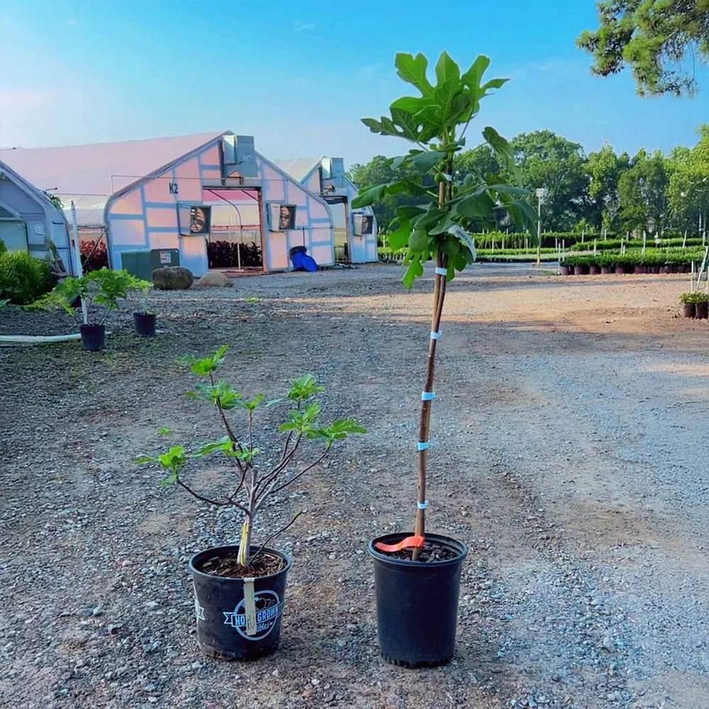Celeste Fig Tree - Hardy Self-Pollinating Fruit-Bearing Deciduous Tree 3