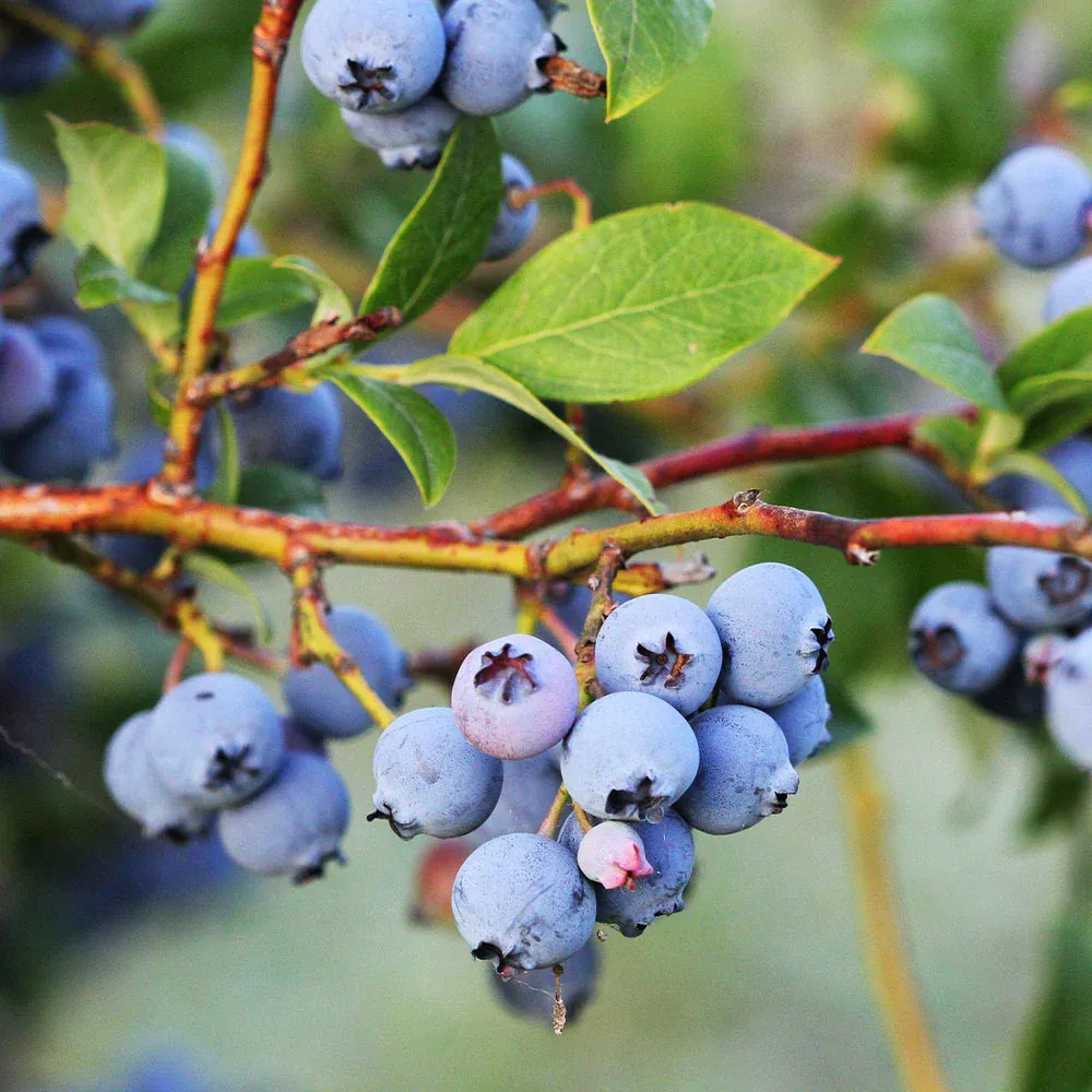 Jewel Blueberry Bush - Northern Highbush Fruit Shrub