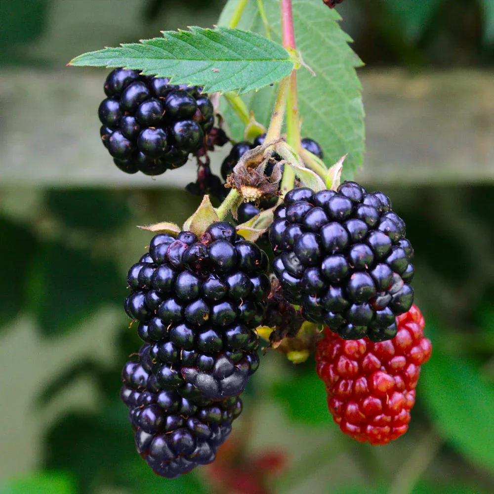 Navaho Thornless Blackberry Bush - Upright Fruit-Bearing Shrub 1
