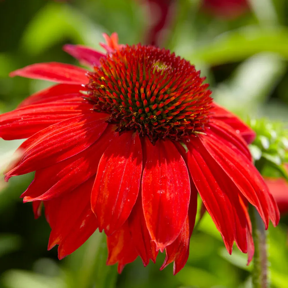 Better Versions® Sombrero® Salsa Red Coneflower Plant (Echinacea purpurea) 2