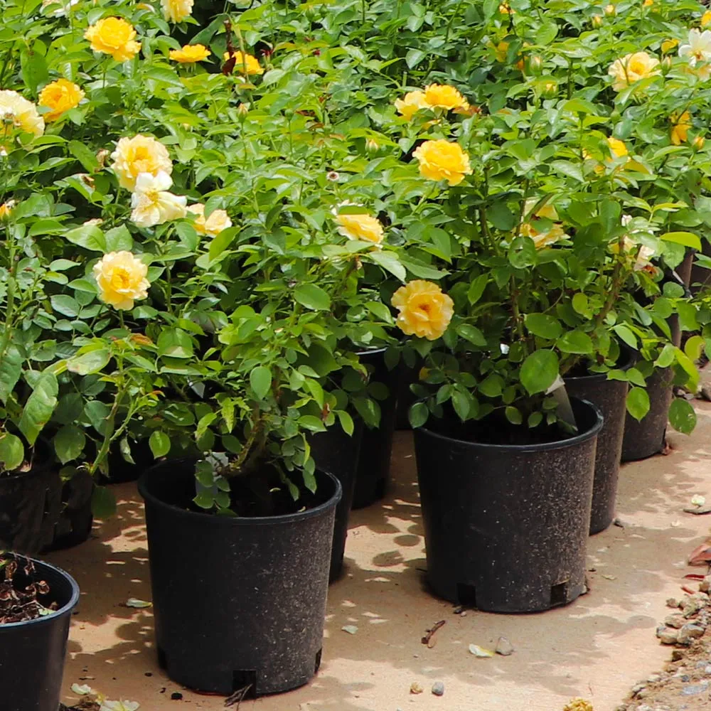 Julia Child Floribunda Rose Bush - Buttery Yellow Garden Rose 4