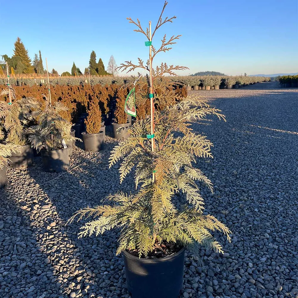 Blue Korean Arborvitae Tree (Thuja koraiensis) - Evergreen Ornamental Conifer 1