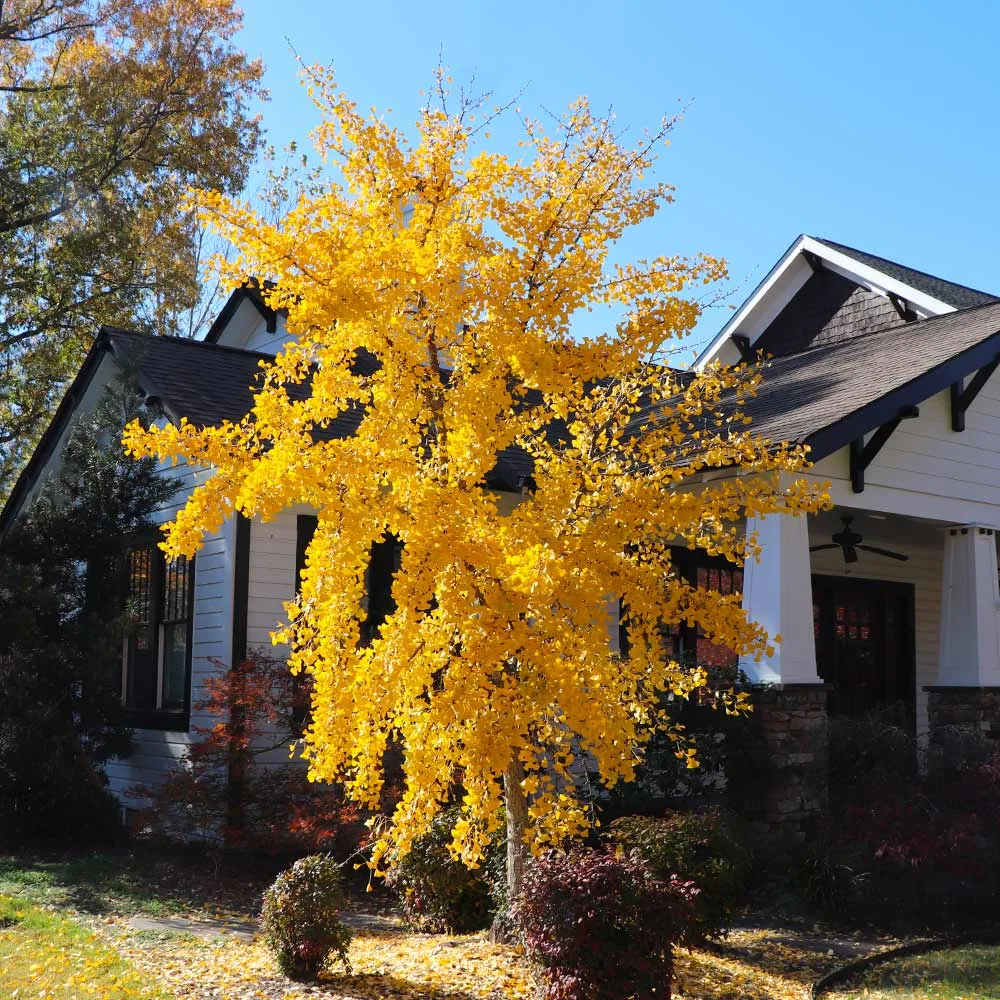 Autumn Gold Ginkgo Tree Decorative Artificial Plant 2
