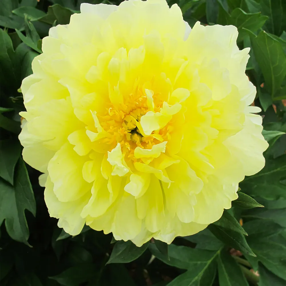 Garden Candy® Amy Jo Itoh Peony Plant 3
