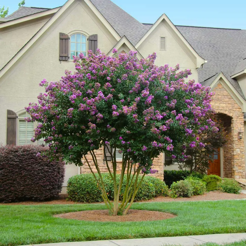 Twilight Crape Myrtle Tree - Deciduous Ornamental Flowering Plant 1