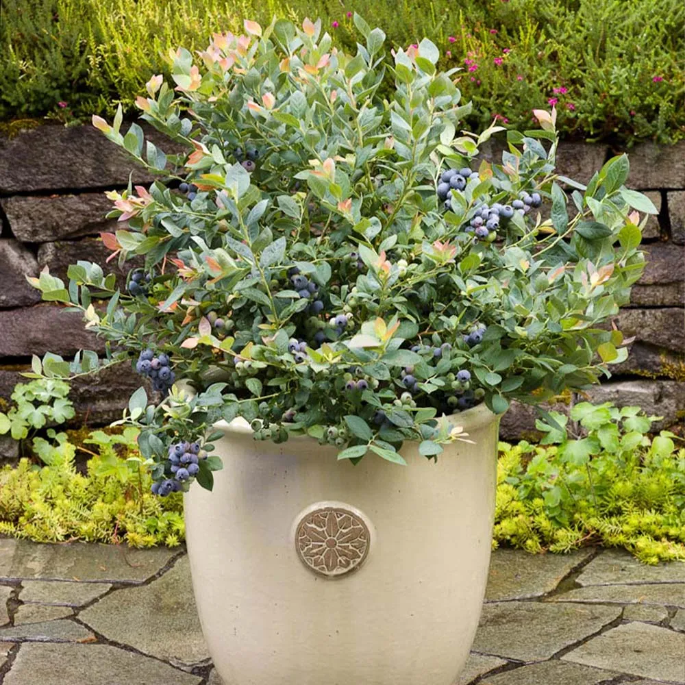 Pink Icing Blueberry Bush - Ornamental Edible Shrub for Home Gardens
