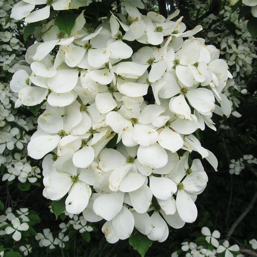 Constellation® White Dogwood Flowering Tree 1