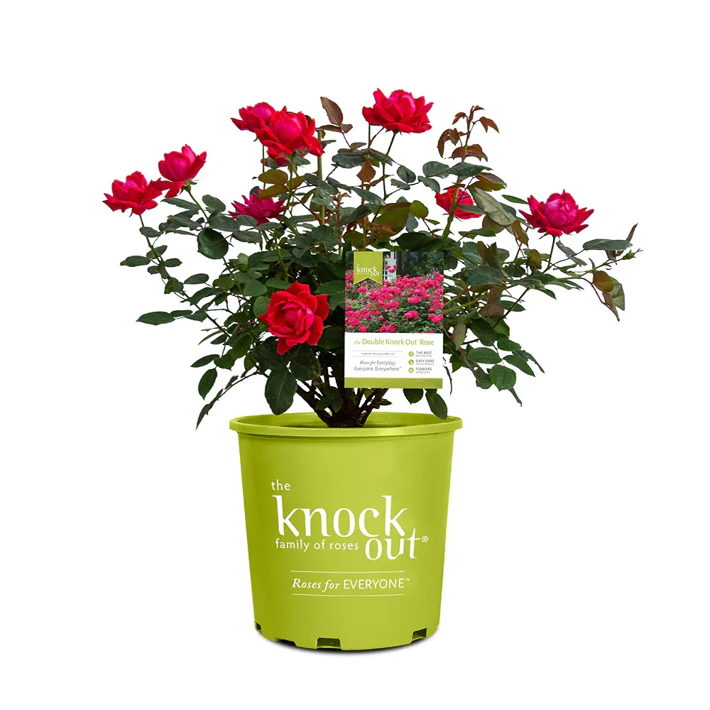 Double Knock Out® Rose Shrub - Continuous Blooming Landscape Plant 5