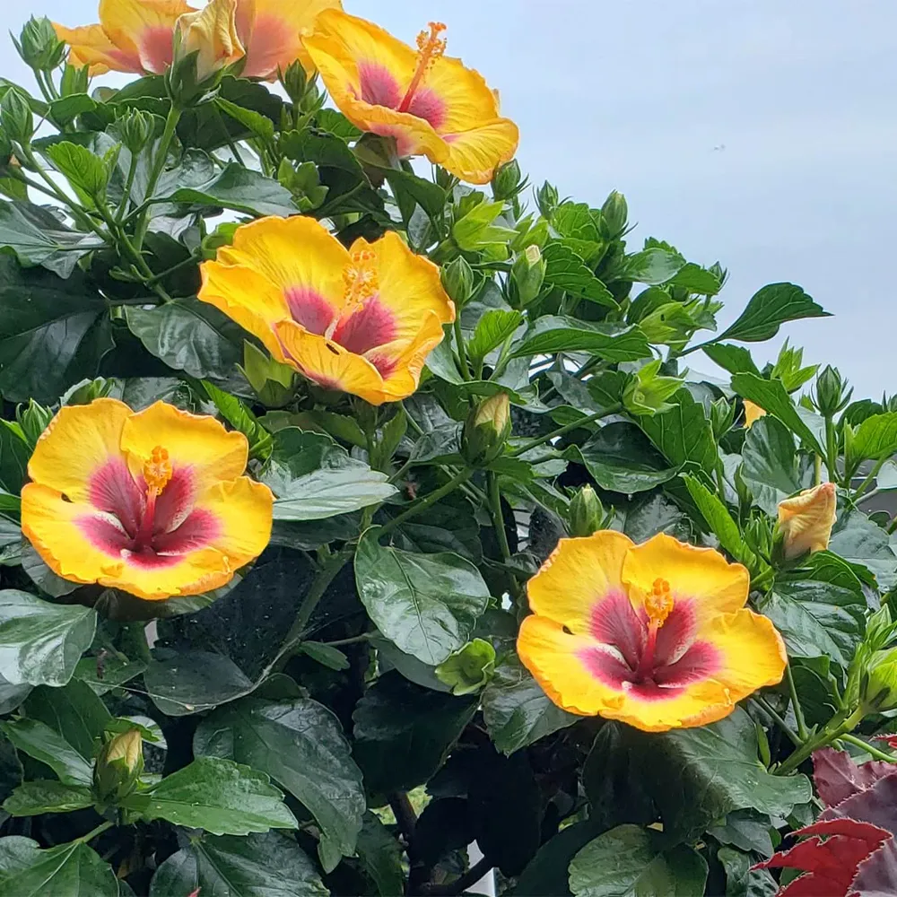 Rico Suave™ Hollywood® Hibiscus Tropical Flowering Shrub 1