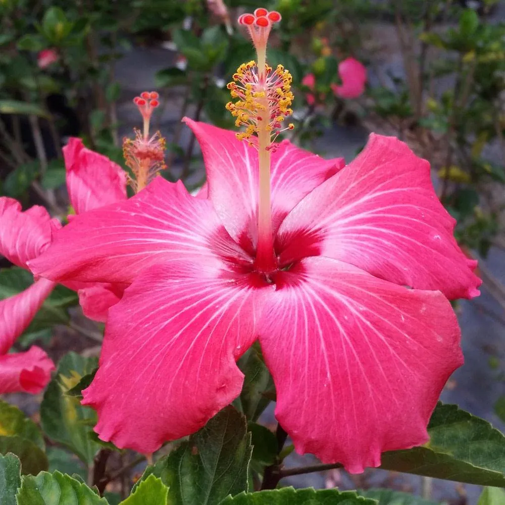 Pink Tropical Hibiscus Tree - Artificial Potted Plant for Indoor Home and Office Decor 1