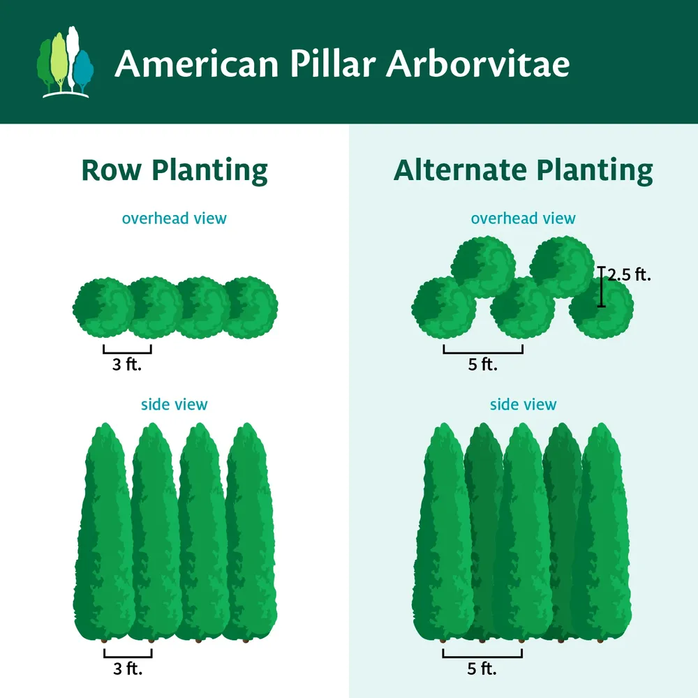 Full Speed A Hedge® American Pillar Arborvitae - Fast-Growing Evergreen Privacy Screen 5