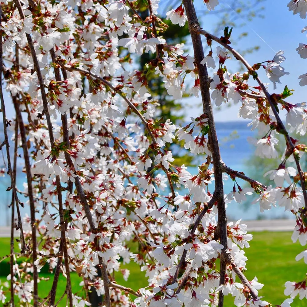 White Weeping Cherry Tree - Cascading Ornamental Flowering Plant 1