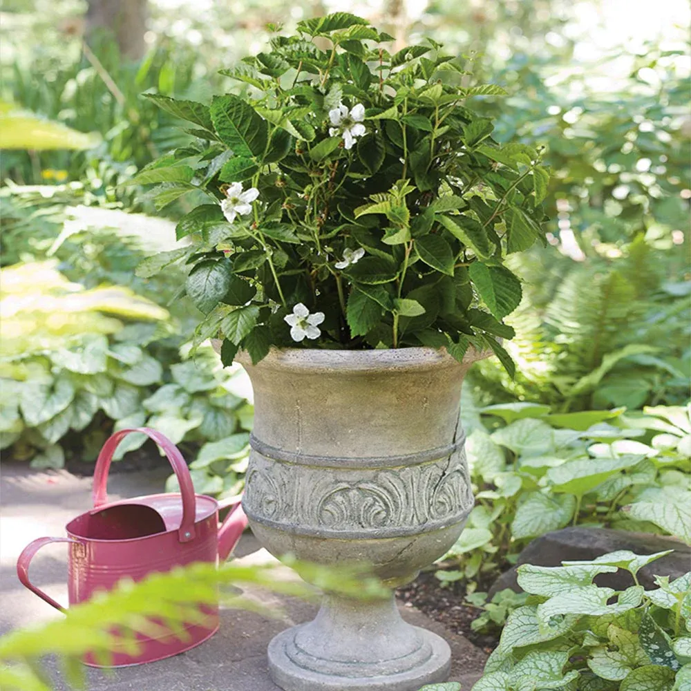 Baby Cakes® Blackberry Bush - Thornless Dwarf Fruit Plant 3