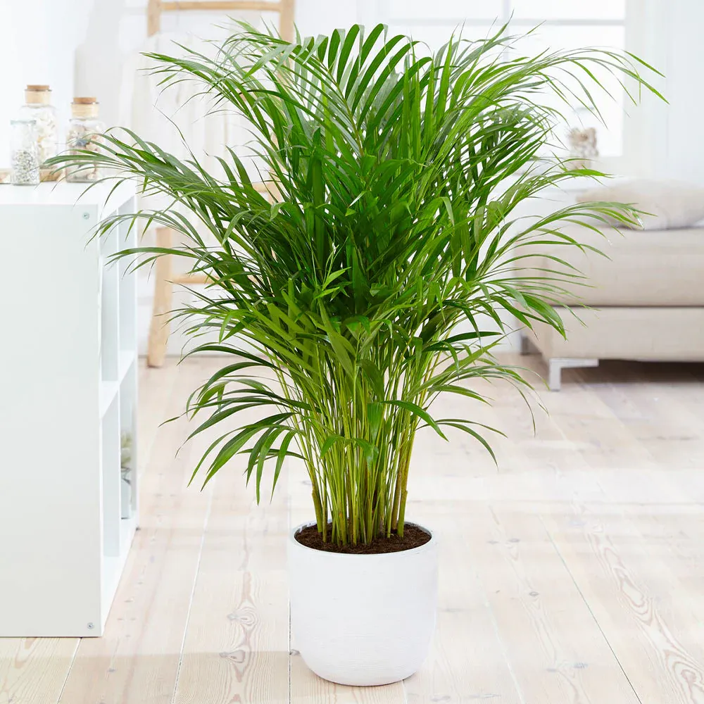 Lifelike Artificial Areca Palm Tree for Indoor Home and Office Decoration