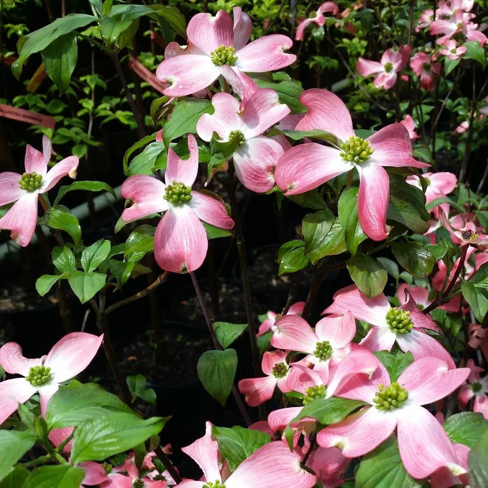 Cherokee Chief Dogwood Tree (Cornus florida) 1