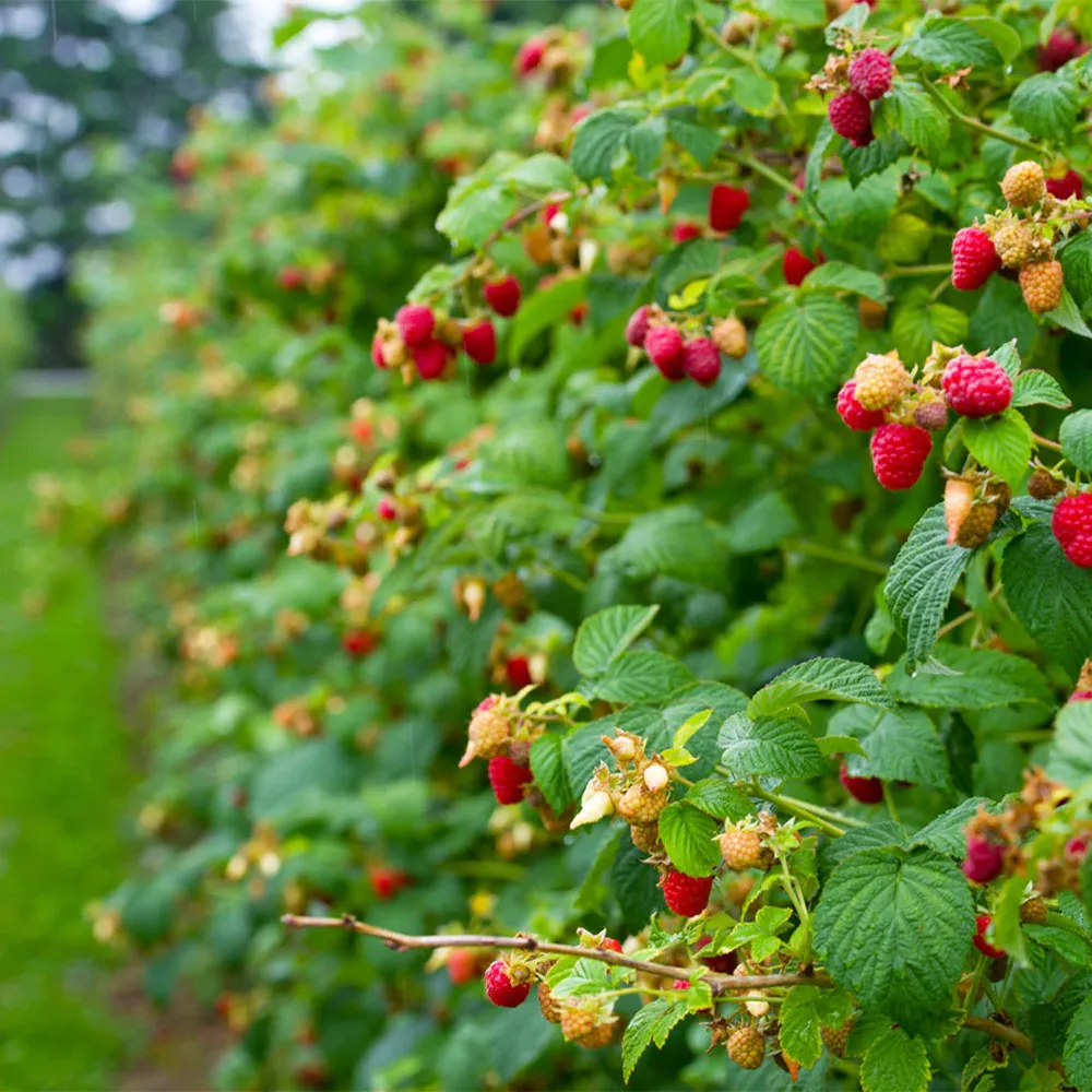 Heritage Everbearing Raspberry Bush - USDA Organic Live Plant 1