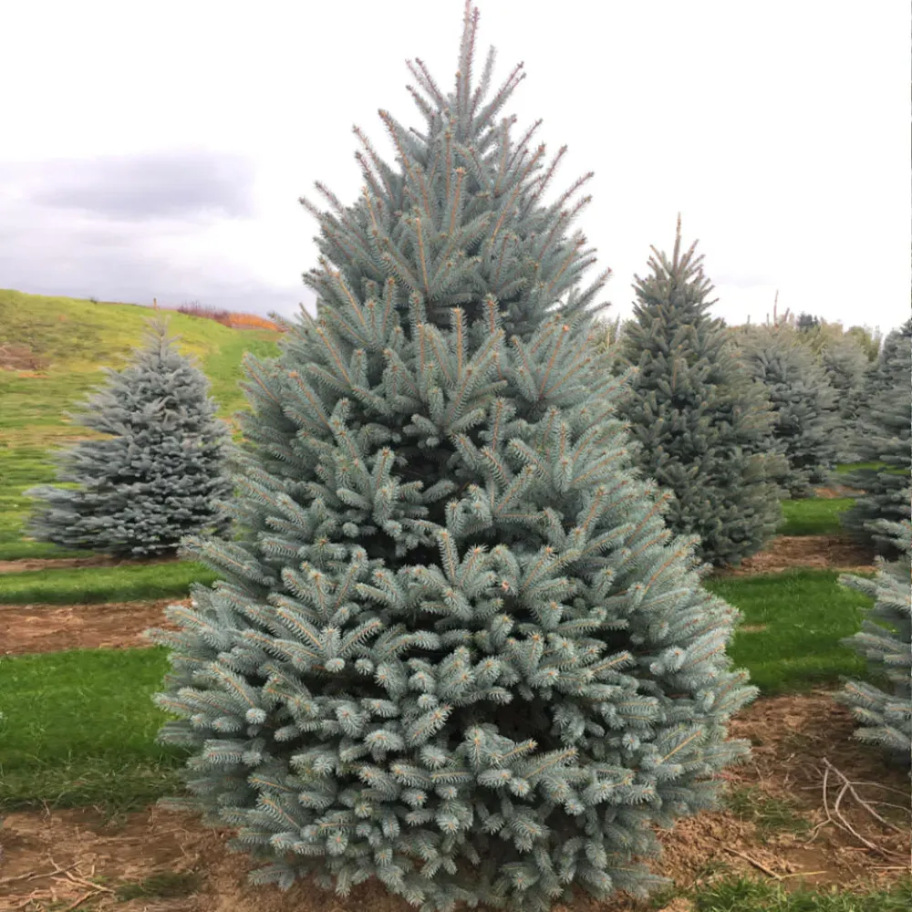 Blue Diamond Spruce Artificial Christmas Tree with Realistic Foliage