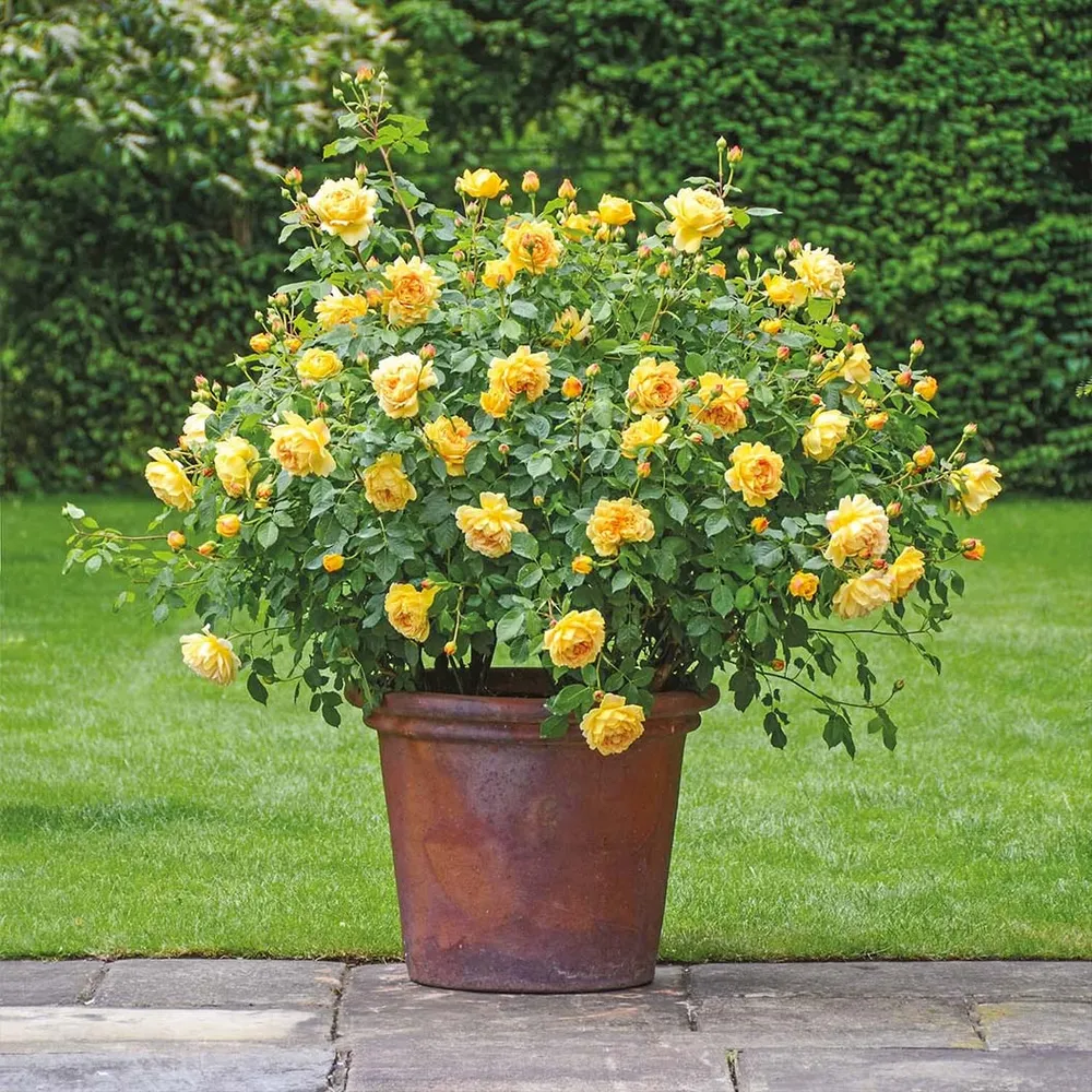 Golden Celebration® English Shrub Rose - Large Cupped Yellow Blooms 1