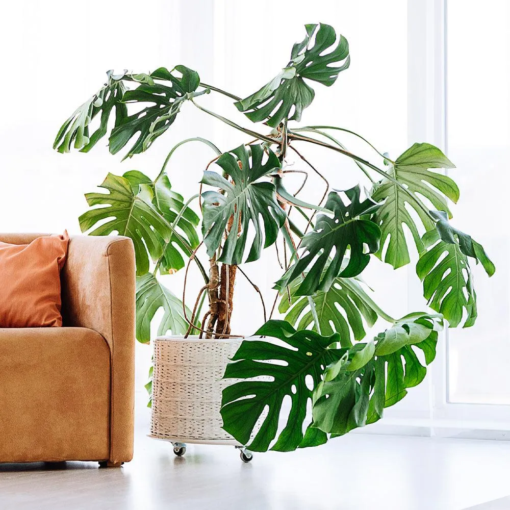 Monstera Deliciosa Swiss Cheese Plant - Tropical Indoor Houseplant 2