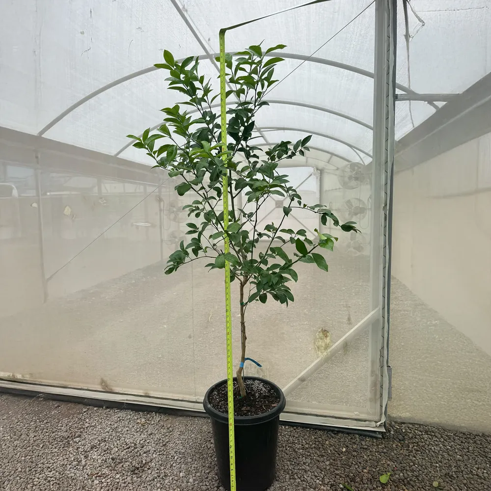 Meyer Lemon Tree - Potted Citrus Fruit Plant for Indoor and Outdoor Growing 5