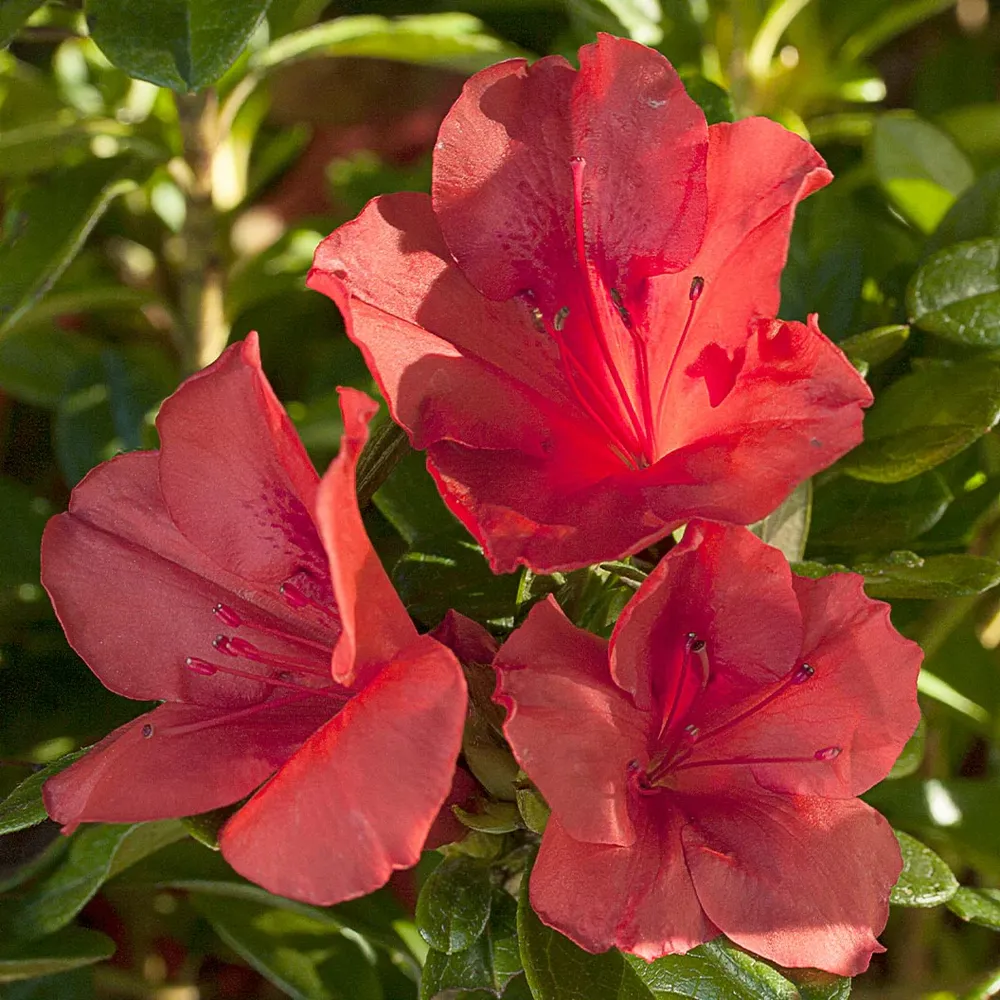 Autumn Sunset Encore Azalea Reblooming Evergreen Flowering Shrub