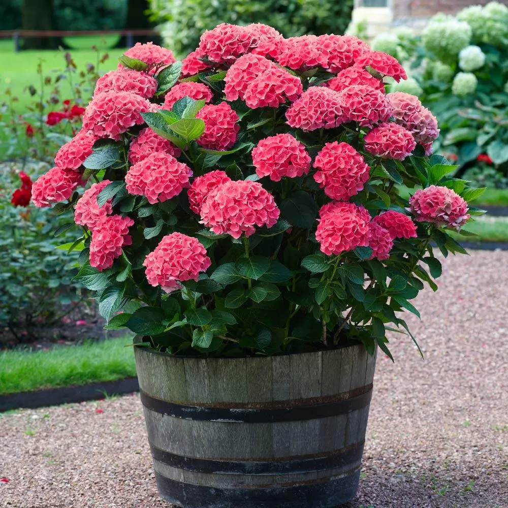 Red Sensation Hydrangea Flowering Shrub