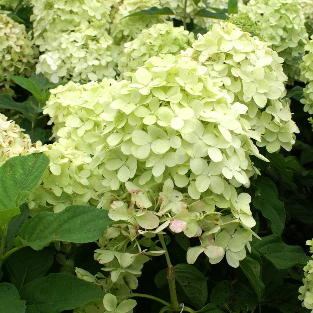 Proven Winners® Limelight Hydrangea Shrub - Hardy Panicle Hydrangea 1