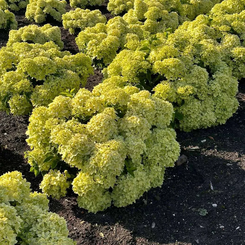 Bubble Bath™ Hardy Panicle Hydrangea Shrub 2