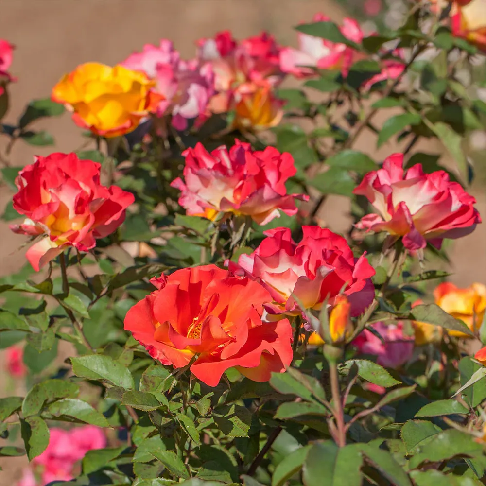 Sunset Horizon Rose - Hardy Multi-Color Shrub Rose for Garden Landscapes 1