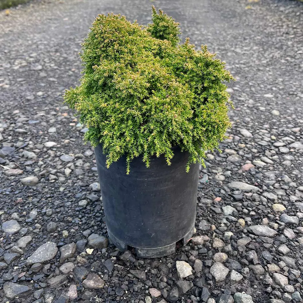 Iseli® Twinkle Toes Japanese Cedar Shrub 2