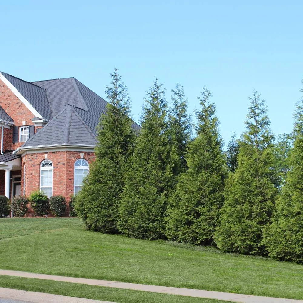 Thuja Green Giant Arborvitae - Fast-Growing Evergreen Privacy Tree 1