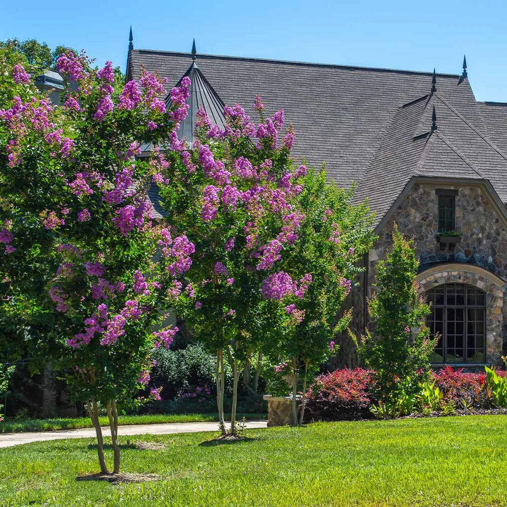 Purple Crape Myrtle Flowering Tree (Lagerstroemia Indica) 1
