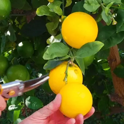 Meyer Lemon Tree - Potted Citrus Fruit Plant for Indoor and Outdoor Growing 7