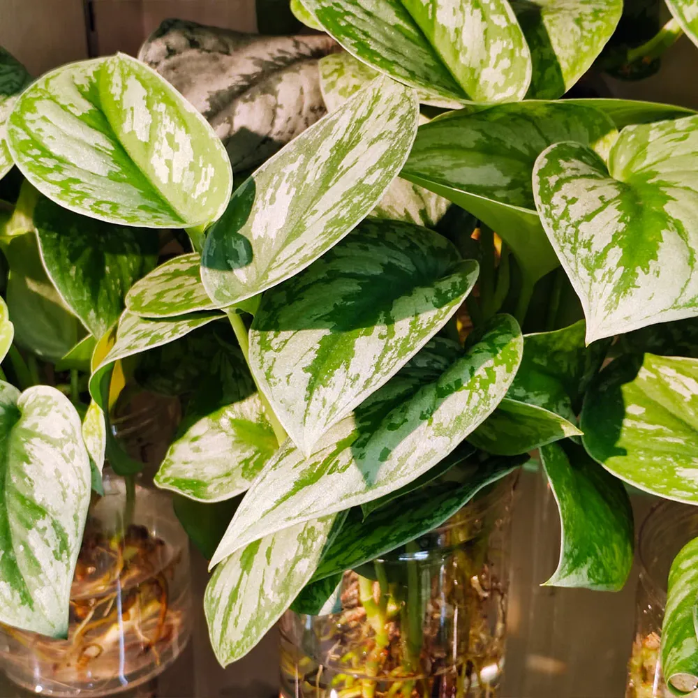 Silver Pothos (Scindapsus Pictus) Trailing Indoor Houseplant 2