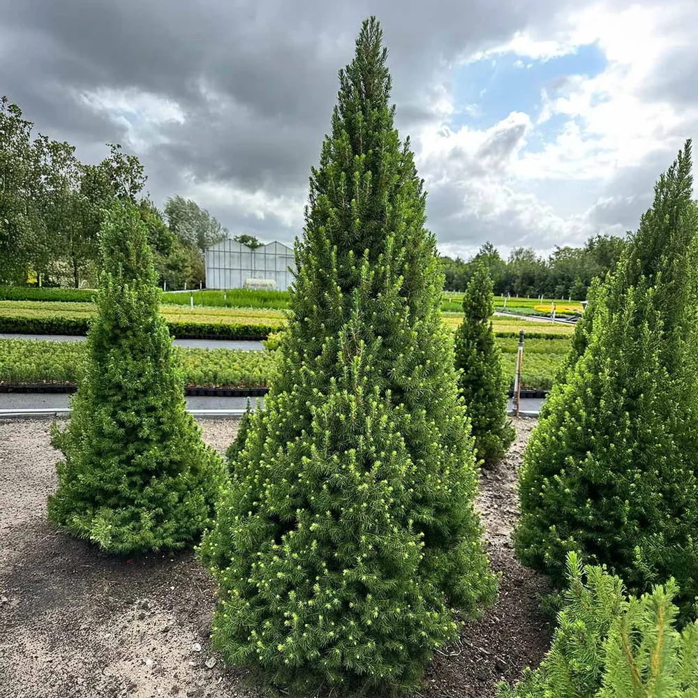 Dwarf Alberta Spruce Tree (Picea glauca 'Conica') - Slow-Growing Conical Evergreen