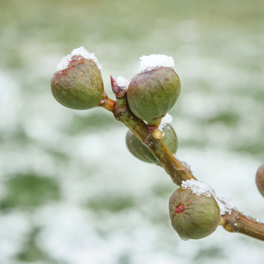 Chicago Hardy Fig Tree - Cold-Tolerant Deciduous Fruit Tree 2