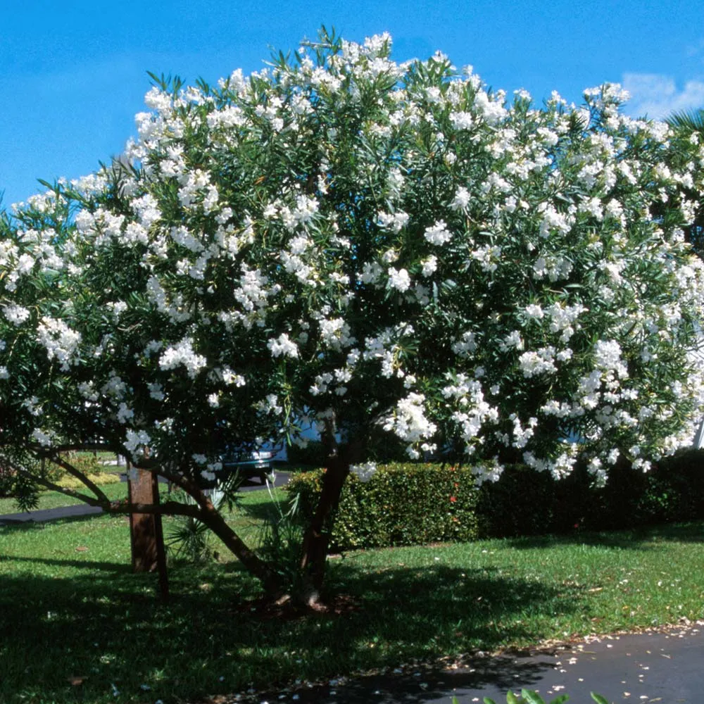 White Nerium Oleander Tree - Realistic Artificial Flowering Plant for Home Decor 1