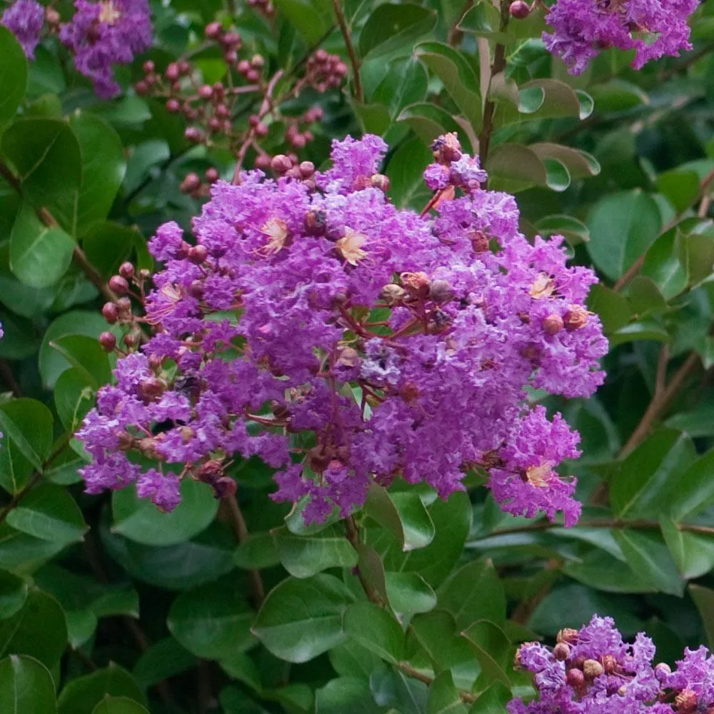 Catawba Crape Myrtle Tree - Lagerstroemia Indica Deciduous Flowering Shrub 2