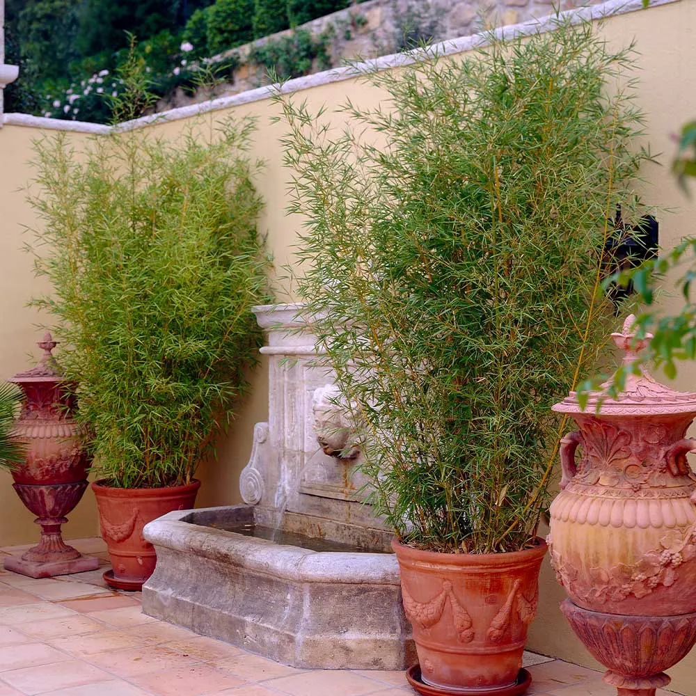 Golden Bamboo Natural Decorative Bamboo Pole